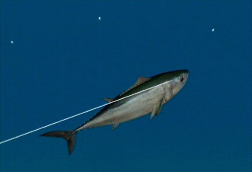 Reel Fishing: Angler's Dream Nintendo Wii Video - 